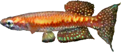 CAT - Episemion callipteron