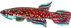 CAV - Scriptaphyosemion cauveti