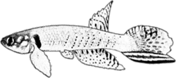 CDE - Moema claudiae