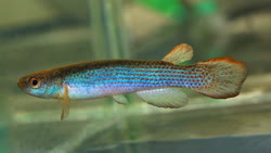 CEA - Anablepsoides cearensis