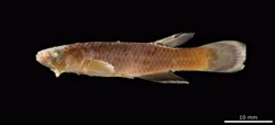 holotype