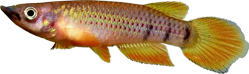 CHA - Epiplatys chaperi chaperi
