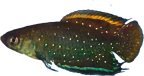 CHC - Simpsonichthys chacoensis