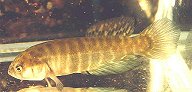 CHD - Austrolebias cheradophilus