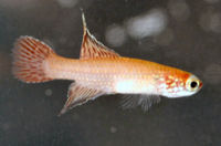 CHL - Campellolebias chrysolineatus