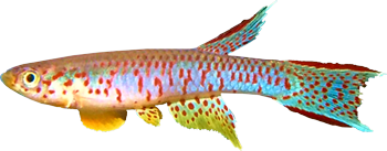 CHO - Aphyosemion chauchei