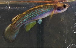 CHT - Rivulus (Anablepsoides) christinae