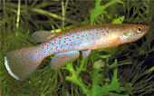 CHU - Cynodonichthys chucunaque chucunaque