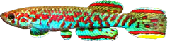 CHY - Scriptaphyosemion chaytori