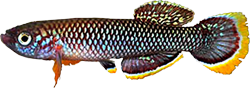 CIN - Fundulopanchax cinnamomeus