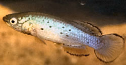 CIO - Pronothobranchius chirioi