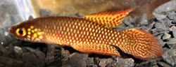 CIP - Leptolebias citrinipinnis