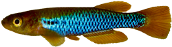 CIT - Aphyosemion citrineipinnis