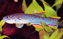 CLA - Fundulopanchax gardneri clauseni