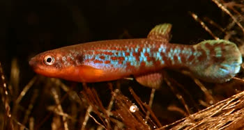 CLD - Rivulus (Laimosemion) cladophorus