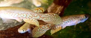 CLI - Rivulus (Anablepsoides) colleri