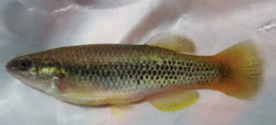 CLS - Profundulus chimalapensis