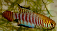 CLX - Simpsonichthys cholopteryx