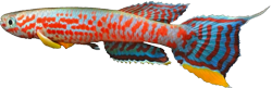 CMO - Aphyosemion campomaanense