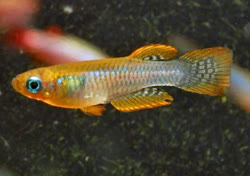 CMR - Micropanchax camerunensis