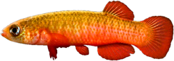 CNG - Fundulus cingulatus