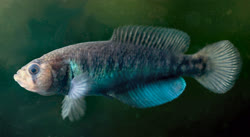 CNR - Austrolebias cinereus