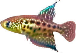 CNS - Ophthalmolebias constanciae