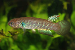 COM - Pituna compacta