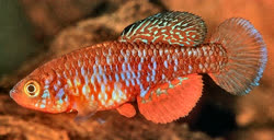COO - Nothobranchus cooperi