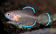 COS - Simpsonichthys costai