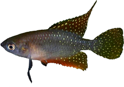 COZ - Hypsolebias coamazonicus