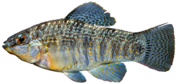 CPO - Floridichthys carpio