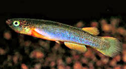 CPT - Anablepsoides cryptocallus