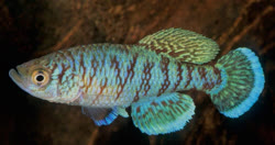 CPV - Nothobranchius capriviensis