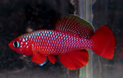 CRD - Nothobranchius cardinalis
