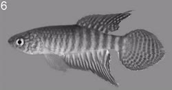 CRI - Xenurolebias cricarensis