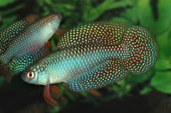 CRL - Simpsonichthys carlettoi