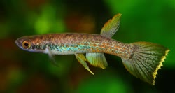 CRO - Rivulus carolinae