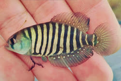 CRR - Austrolebias charrua