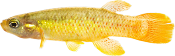 CRS - Fundulus chrysotus