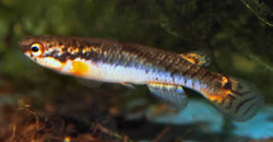 CRX - Rivulus (Melanorivulus) crixas