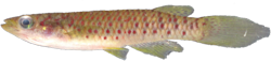 CSH - Epiplatys cashneri