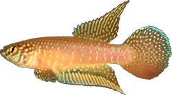 CTB - Nematolebias catimbau