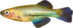 CTE - Hypsopanchax catenatus