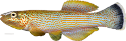 CTS - Fundulus (Fundulus) catenatus (Storer 1846)