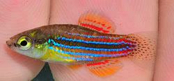 CUB - Cubanichthys cubensis