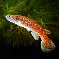 CUR - Rivulus caurae