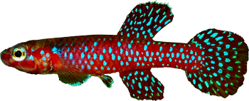 CYA - Aphyosemion cyanostictum