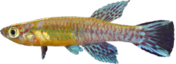 CYF - Aphyosemion cyanoflavum