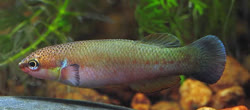 CYL - Rivulus cylindraceus